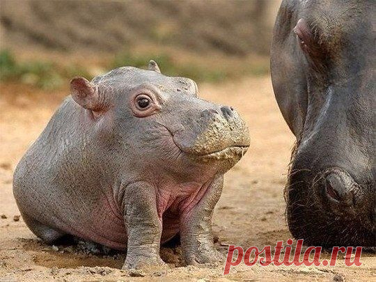 Вот так выглядит маленький бегемот. Ня.