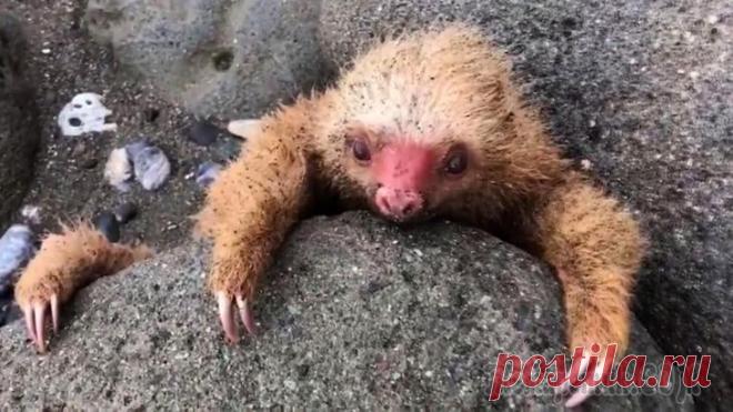 Спасение редкого двупалого ленивца из каменной западни После бури, бушевавший в океане, маленький двупалый ленивец, оказался в ловушке, он был придавлен двумя огромными камнями.