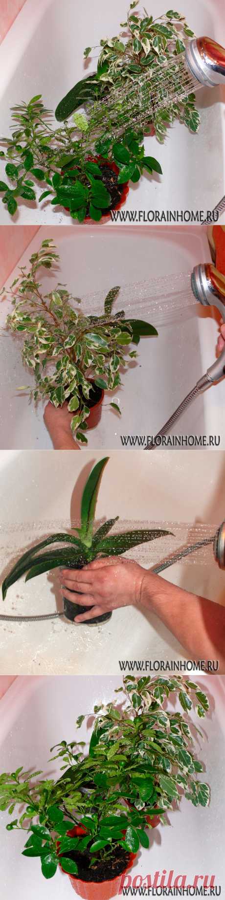 Горячий душ для растений | Flora In Home