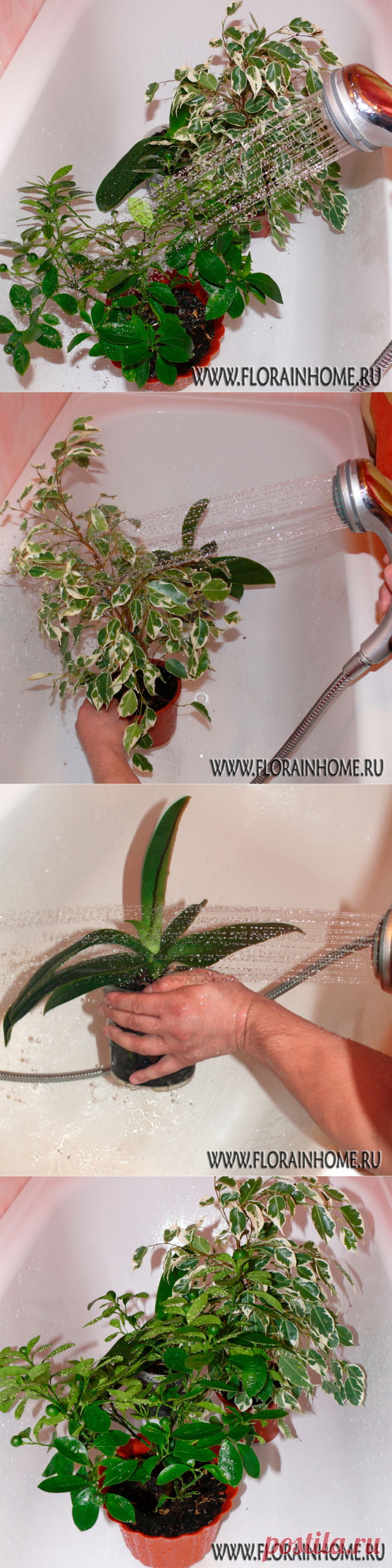 Горячий душ для растений | Flora In Home