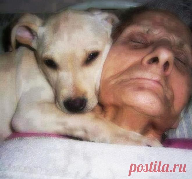 Хозяйка лежала в коме, а собака не отходила от нее ни на минуту… Когда женщина очнулась, её первые слова потрясли всех! | Мур ТВ