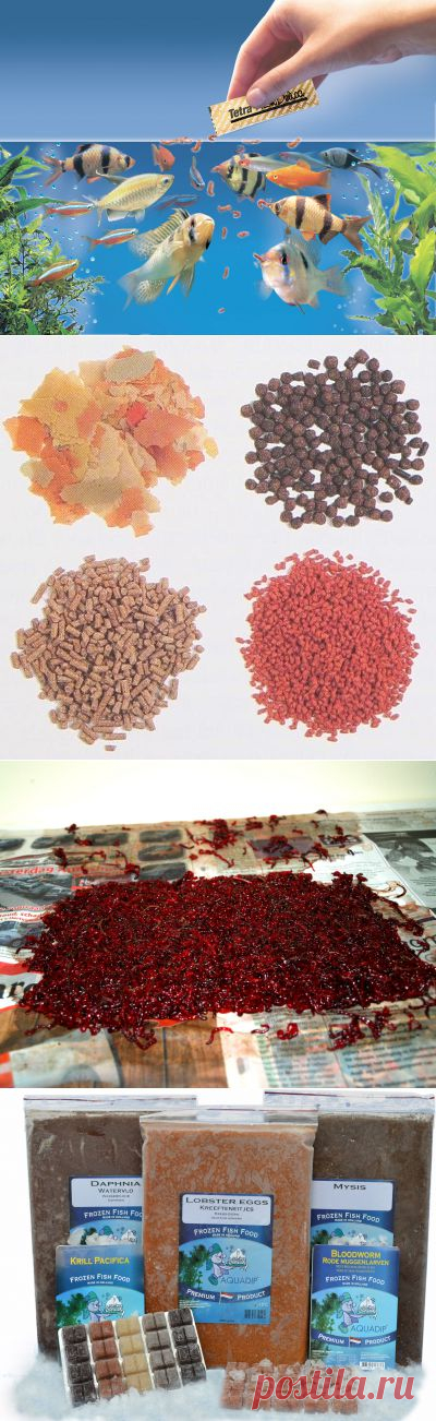 Плюсы и минусы живых кормов