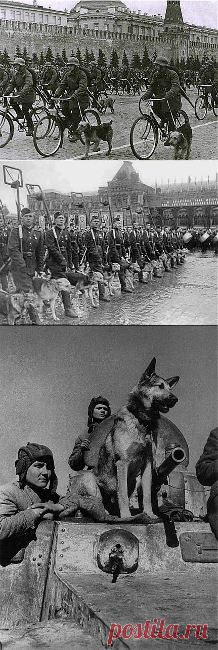 (+1) тема - Собаки - ВОВ - Отец Народов.... | Дети перестройки