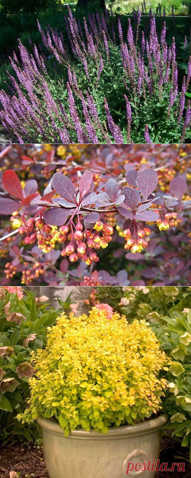 Какие цветы и кустарники нельзя обрезать осенью | Деревья и кустарники (Огород.ru)