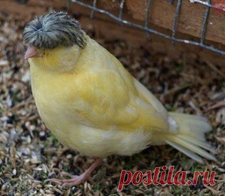 Сходил в парикмахерскую...