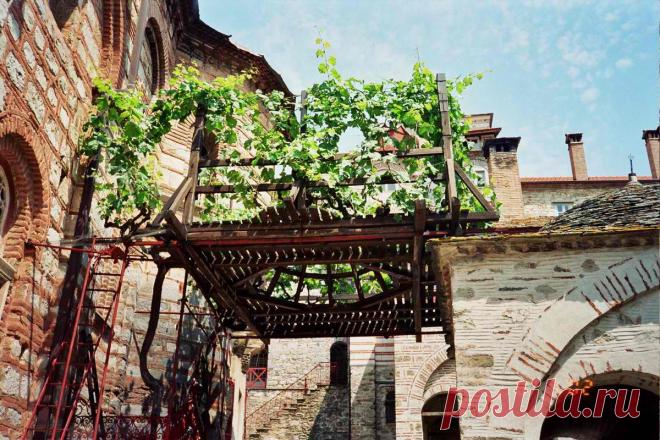 Виноградная Лоза Симеона Мироточивого, Афон, Хиландар. Еще удивительна и чудесна эта лоза тем, что от ее плодов и веточек разрешается бесплодие супругов. 
С древних времен и до сего дня братия монастыря приготовляет, а затем раздает и рассылает по почте такие "конвертики" бесплодным супругам по всему миру.