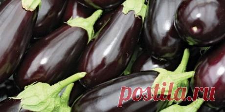 Баклажаны: польза и вред - что нужно знать?

БАКЛАЖАНЫ: ПОЛЬЗА И ВРЕД - ЧТО НУЖНО ЗНАТЬ?

История этого растения: кто такой и откуда, о его пользе, коварстве и популярности на кухне.

Досье баклажана
У этого растения съедобен только плод. В ботаническом смысле — это ягода, в кулинарном — овощ. В наших краях: в Таганроге, на Дону и в Украине этот овощ уважают и ласково называют — «синенький» из-за темно-фиолетового цвета.