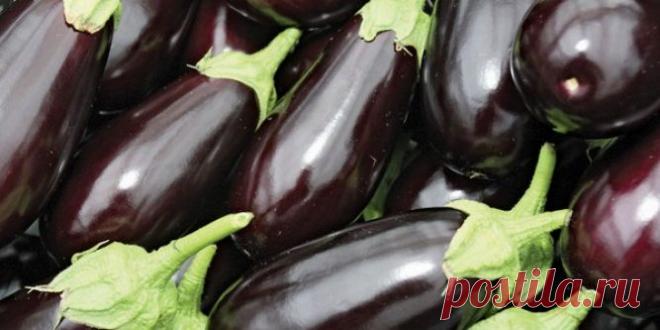 Баклажаны: польза и вред - что нужно знать?

БАКЛАЖАНЫ: ПОЛЬЗА И ВРЕД - ЧТО НУЖНО ЗНАТЬ?

История этого растения: кто такой и откуда, о его пользе, коварстве и популярности на кухне.

Досье баклажана
У этого растения съедобен только плод. В ботаническом смысле — это ягода, в кулинарном — овощ. В наших краях: в Таганроге, на Дону и в Украине этот овощ уважают и ласково называют — «синенький» из-за темно-фиолетового цвета.