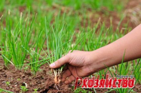 Сажа против луковой мухи начинает и выигрывает