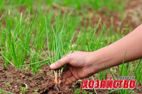 Сажа против луковой мухи начинает и выигрывает