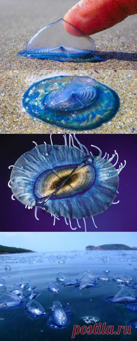 Уникальное животное Velella.