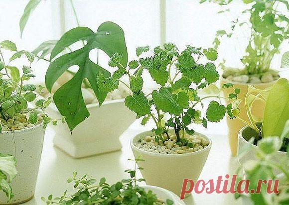 Мошки в комнатных цветах, как бороться!? | Domosedkam.ru