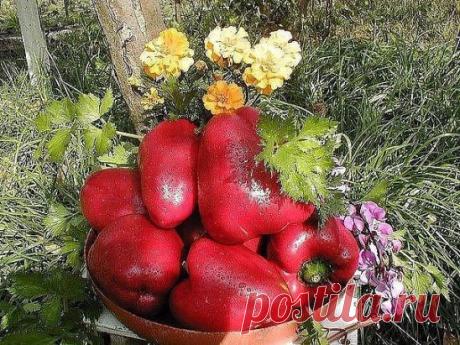 Маленькие хитрости опытного садовода
1. Йод для капусты
В ведро воды добавить 40 капель йода. Когда начнет формироваться кочан, поливать капусту под растение по 1 литру.
2. Ускорение пророста
Чтобы семена быстрее проросли их замачивают в растворе перекиси водорода (4%) на 12 часов (капуста), а семена помидоров и свеклы - на 24 часа. Для обеззараживания семян (вместо марганцовки) их обрабатывают 10% перекисью водорода 20 минут. Соотношение раствора и семян 1:1. Затем семена промывают и просушив