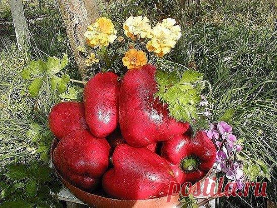 Маленькие хитрости опытного садовода
1. Йод для капусты
В ведро воды добавить 40 капель йода. Когда начнет формироваться кочан, поливать капусту под растение по 1 литру.
2. Ускорение пророста
Чтобы семена быстрее проросли их замачивают в растворе перекиси водорода (4%) на 12 часов (капуста), а семена помидоров и свеклы - на 24 часа. Для обеззараживания семян (вместо марганцовки) их обрабатывают 10% перекисью водорода 20 минут. Соотношение раствора и семян 1:1. Затем семена промывают и просушив