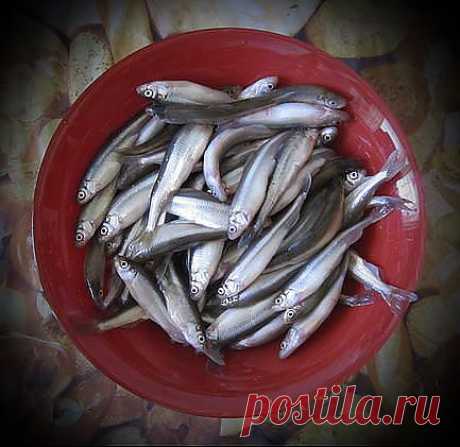 Дары  моря.