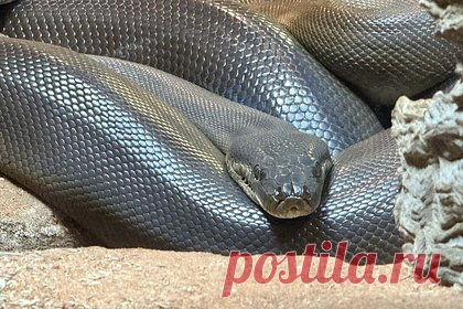 Мужчина принял 13-килограммового питона за канат