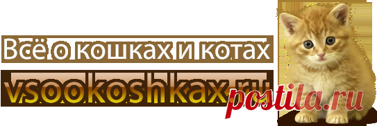 Воспитание котят - воспитание котенка, воспитание британских котят, воспитание тайского котенка, воспитание сиамского котенка, воспитание персидского котенка - Всё о кошках и котах