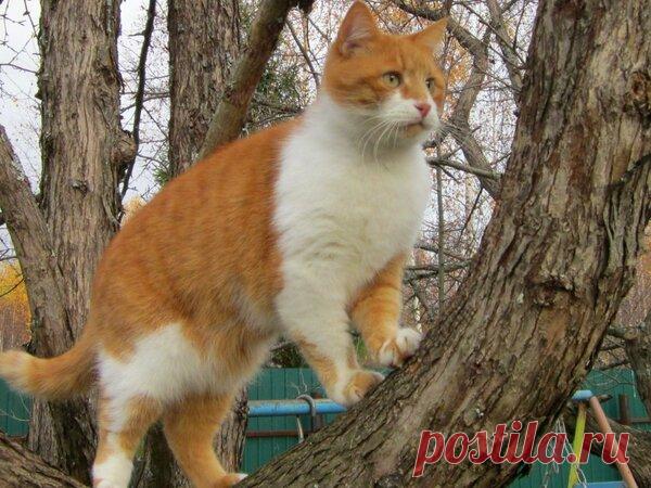 Наши коты - #32 | Кошка Чернуха и кот Беляшик | Яндекс Дзен