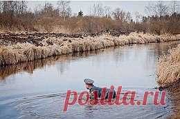 Редкий кадр , самец ментая откладывает икру