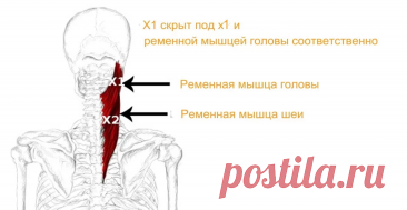 Ременная мышца. Самомассаж