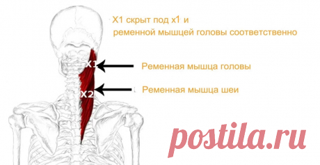 Ременная мышца. Самомассаж