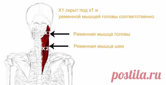 Ременная мышца. Самомассаж