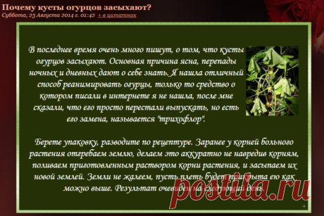 Почему кусты огурцов засыхают?.
