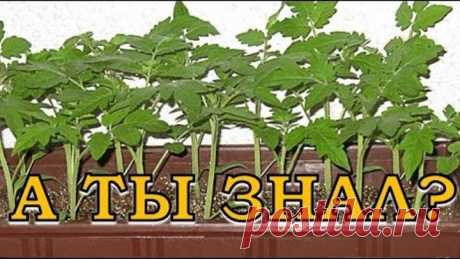 11 "Нельзя" при выращивании помидоров