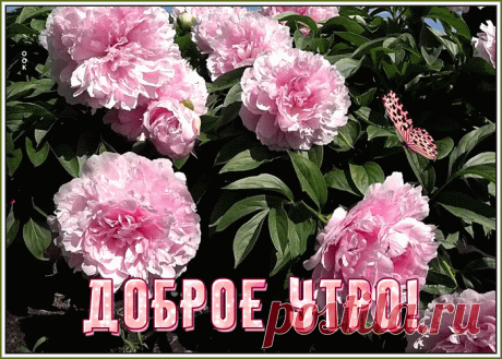Открытка доброе утро с пионами