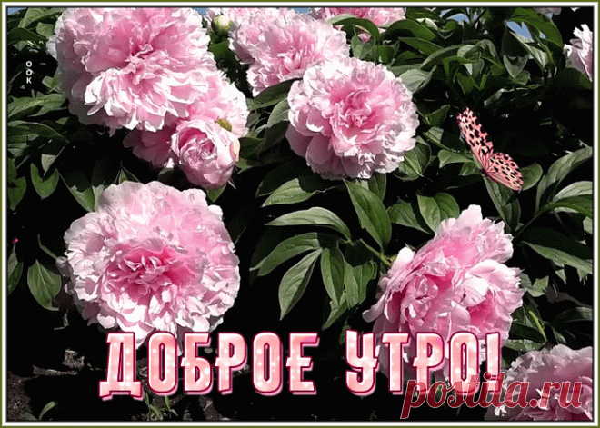 Открытка доброе утро с пионами