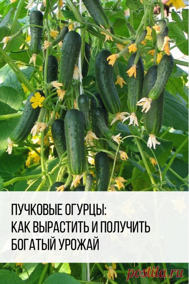 Пучковые огурцы: как вырастить и получить богатый урожай