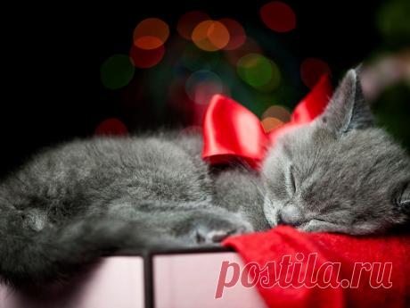 Рождественский кот!