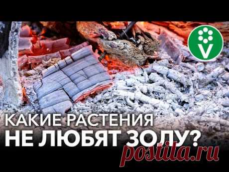 НИКОГДА НЕ КОРМИТЕ ЗОЛОЙ ЭТИ РАСТЕНИЯ! Как не лишиться урожая при подкормке золой?