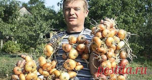 Из дневника дачницы: 4 совета, которые помогут вырастить рекордный урожай лука! — Копилочка полезных советов