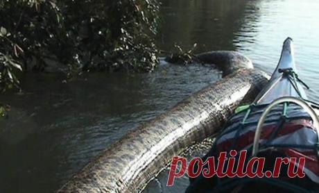 Самая большая анаконда в мире попалась в Бразилии - Don't Panic Magazine - 24 апреля - 43886443233 - Медиаплатформа МирТесен Пара бразильских рыбаков совершенно случайно обнаружила самую большую анаконду в мире. Вообще-то, ребята приняли зверюгу за огромное бревно, плывущее по реке — и только подплыв поближе поняли, какая опасность их поджидает. Рыба была настолько большая, что в какой-то момент просто перегородила реку. - 24 апреля - 43886443233 - Медиаплатформа МирТесен