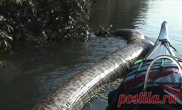 Самая большая анаконда в мире попалась в Бразилии - Don't Panic Magazine - 24 апреля - 43886443233 - Медиаплатформа МирТесен Пара бразильских рыбаков совершенно случайно обнаружила самую большую анаконду в мире. Вообще-то, ребята приняли зверюгу за огромное бревно, плывущее по реке — и только подплыв поближе поняли, какая опасность их поджидает. Рыба была настолько большая, что в какой-то момент просто перегородила реку. - 24 апреля - 43886443233 - Медиаплатформа МирТесен