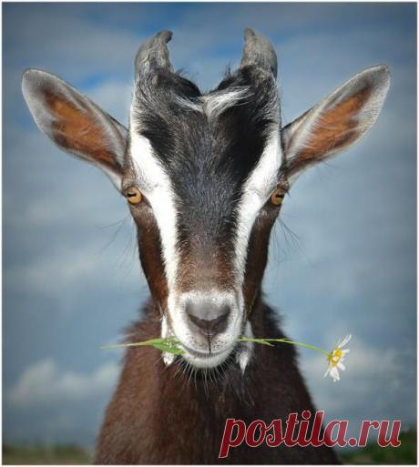 Плейкаст «Коза- дереза. С Новым годом!»