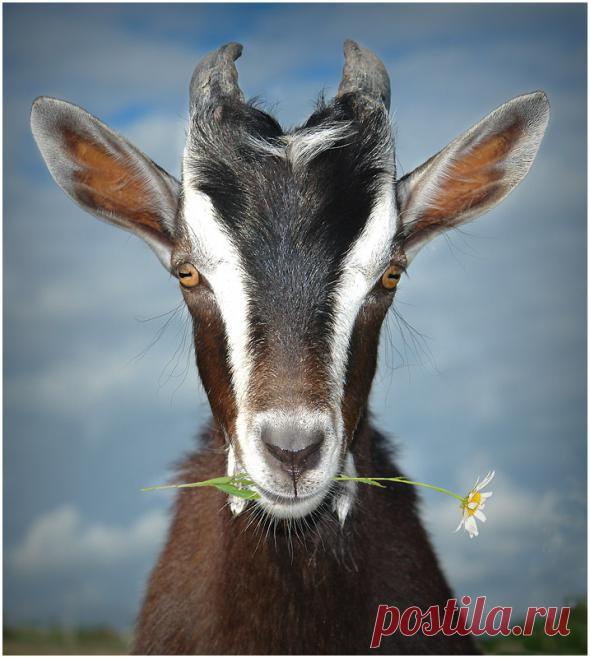 Плейкаст «Коза- дереза. С Новым годом!»