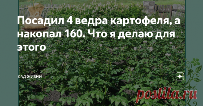 Посадил 4 ведра картофеля, а накопал 160. Что я делаю для этого Уверен, что прочитав заголовок, многие усмехнутся: 