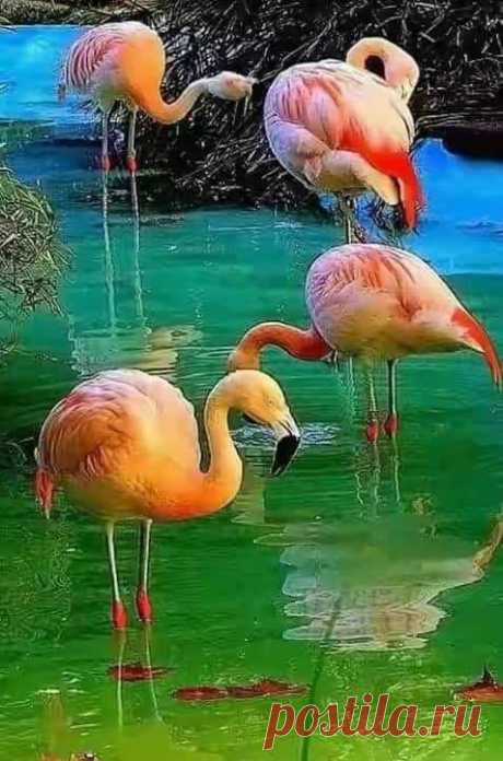 (53) Facebook