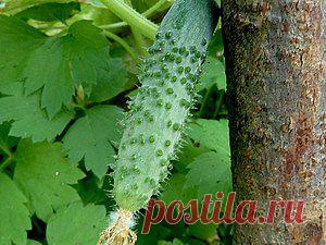 Гидролат огурца в домашних условиях - Ярмарка Мастеров - ручная работа, handmade