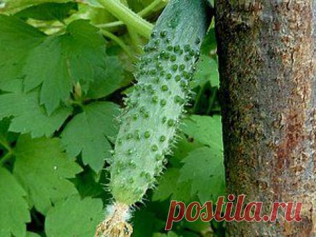 Гидролат огурца в домашних условиях - Ярмарка Мастеров - ручная работа, handmade