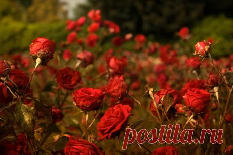 Rose Garden