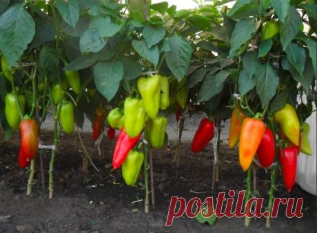 Вот что нужно делать, чтобы перцы не подкачали и дали огромный урожай.

1. Выращивать перцы нужно только через рассаду и в теплице, только так растения будут крепкие и здоровые.

2. Чтобы рассада развивалась мощной, надо удалять у нее все листья ниже развилки стебля.

3. В возрасте 2 месяцев рассаду нужно пересадить в теплицу. Кустики следует перевалить из стаканчиков вместе с комом земли и обязательно проследить, чтобы корневая шейка не была заглублена в почву, иначе раст...