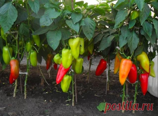 Вот что нужно делать, чтобы перцы не подкачали и дали огромный урожай.

1. Выращивать перцы нужно только через рассаду и в теплице, только так растения будут крепкие и здоровые.

2. Чтобы рассада развивалась мощной, надо удалять у нее все листья ниже развилки стебля.

3. В возрасте 2 месяцев рассаду нужно пересадить в теплицу. Кустики следует перевалить из стаканчиков вместе с комом земли и обязательно проследить, чтобы корневая шейка не была заглублена в почву, иначе раст...