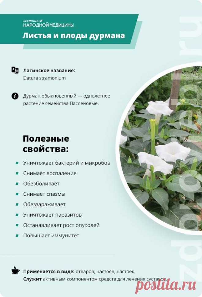 Листья и плоды дурмана