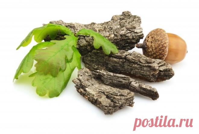 КОРА ДУБА — СВОЙСТВА, ПРИМЕНЕНИЕ, РЕЦЕПТЫ. - МирТесен