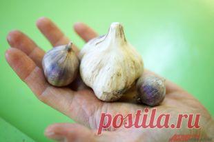 Как лечить кашель? | Здоровая жизнь | Здоровье | Аргументы и Факты