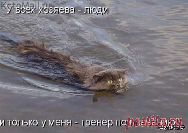 Забавные животные
