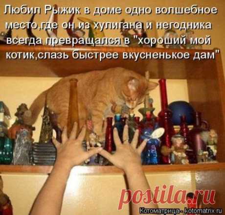 Очередная котоматрица / Болталка / Юмор